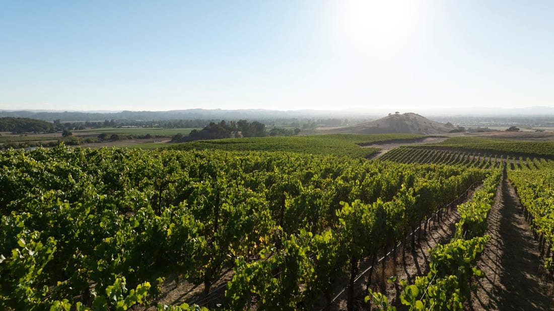 Gap’s Crown Vineyard on the slope of Sonoma Mountain