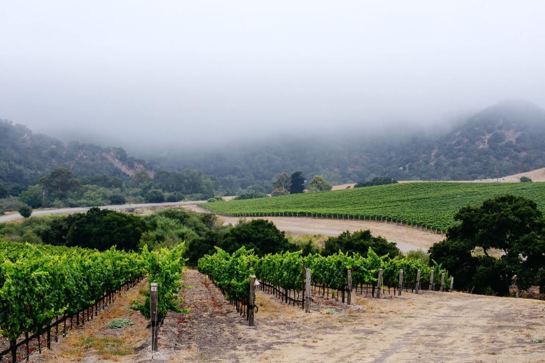 Spanish Springs Vineyard near the Pacific coast
