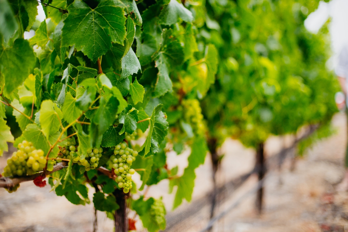 white grapes growing in wine vineyard